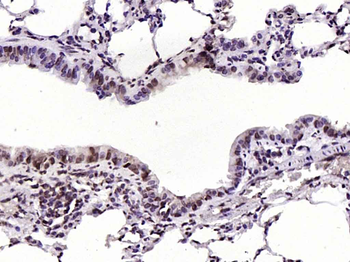 NOTCH4 Rabbit Polyclonal Antibody