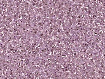 NOTCH4 Rabbit Polyclonal Antibody