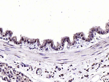 NOTCH4 Rabbit Polyclonal Antibody
