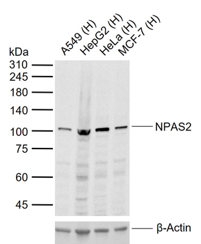 NPAS2 Rabbit Polyclonal Antibody