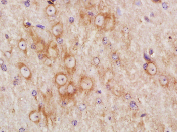 NPRL3 Rabbit Polyclonal Antibody