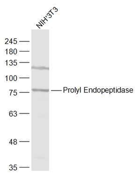 Prolyl Endopeptidase Rabbit Polyclonal Antibody