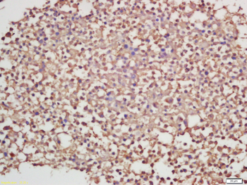 Phospho-Paxillin (Ser83) Rabbit Polyclonal Antibody