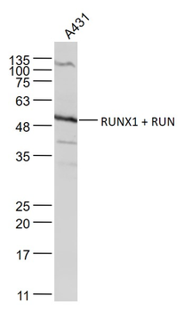 RUNX1 + RUNX2 Rabbit Polyclonal Antibody