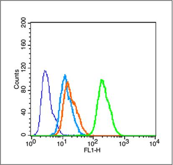 Phospho-Tau (Ser198) Rabbit Polyclonal Antibody