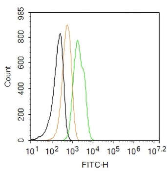Fibronectin/Ugl-Y3 Rabbit Polyclonal Antibody (FITC)