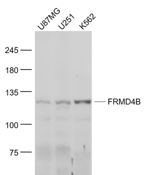 FRMD4B Rabbit Polyclonal Antibody