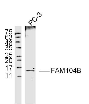 FAM104B Rabbit Polyclonal Antibody