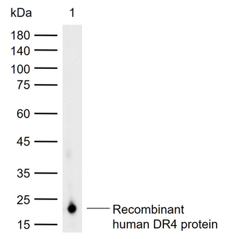 TNFRSF10A Rabbit Polyclonal Antibody