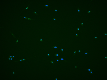 Phospho-PI3 Kinase p110 beta (Ser1070) Rabbit Polyclonal Antibody