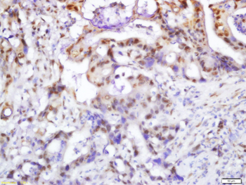 Phospho-PI3 Kinase p110 beta (Ser1070) Rabbit Polyclonal Antibody