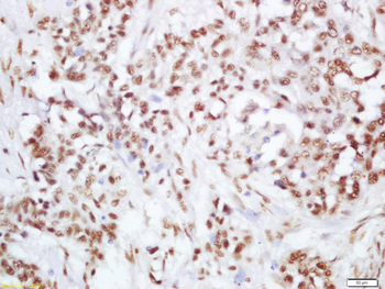 Phospho-PI3 Kinase p110 beta (Ser1070) Rabbit Polyclonal Antibody