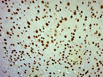 Phospho-PI3 Kinase p110 beta (Ser1070) Rabbit Polyclonal Antibody