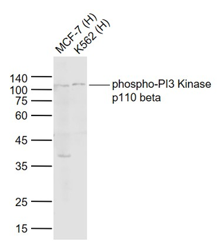 Phospho-PI3 Kinase p110 beta (Ser1070) Rabbit Polyclonal Antibody
