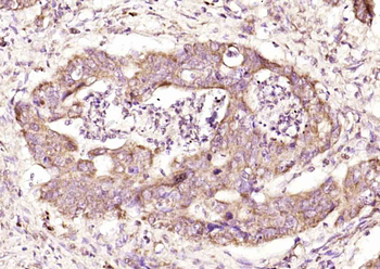 Phospho-eIF4EBP1 (Thr36) Rabbit Polyclonal Antibody