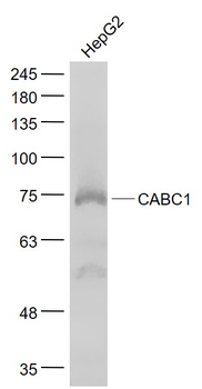 COQ8A Rabbit Polyclonal Antibody