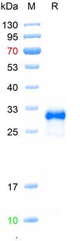 Recombinant human CD8 protein, C-His