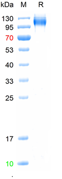Recombinant human P-Selectin, C-His-Avi (HEK293)