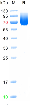 Recombinant human Tau-4 protein, C-His (HEK293)