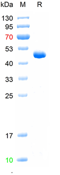 Recombinant human CHI3L1 protein, C-His (HEK293)