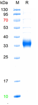 Recombinant cat TSH Alpha/Beta Heterodimer protein, C-His (HEK293)