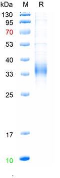 Recombinant dog TSH Alpha/Beta Heterodimer protein, C-His (HEK293)
