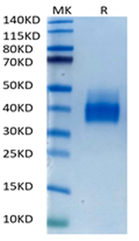 Recombinant human PD-L1 protein, C-His-Avi (HEK293), Biotin conjugated