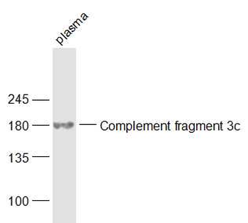 Complement fragment 3c Rabbit Polyclonal Antibody