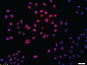 Histone H3 Mouse Monoclonal Antibody (BF350)