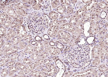 RGC32/C13orf15 Rabbit Polyclonal Antibody