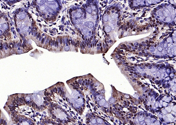 RGC32/C13orf15 Rabbit Polyclonal Antibody