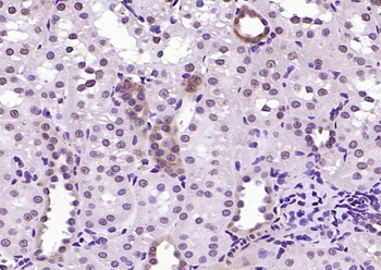 RGC32/C13orf15 Rabbit Polyclonal Antibody