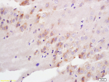 GABARAPL1 Rabbit Polyclonal Antibody