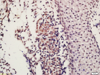 JMJD2A Rabbit Polyclonal Antibody