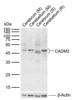 CADM2 Rabbit Polyclonal Antibody