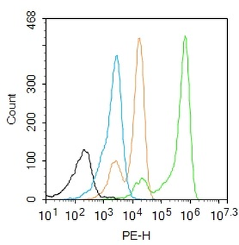 TBX1 Rabbit Polyclonal Antibody
