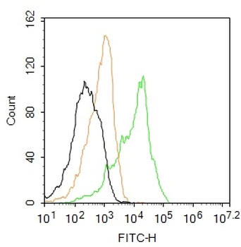 TIF1 gamma Rabbit Polyclonal Antibody (BF488)