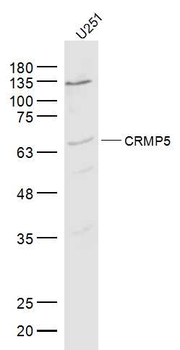 CRMP5 Rabbit Polyclonal Antibody