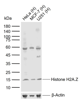 Histone H2A.Z Rabbit Polyclonal Antibody