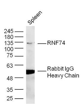 RNF74 Rabbit Polyclonal Antibody