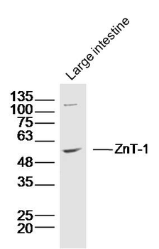 ZnT-1 Rabbit Polyclonal Antibody