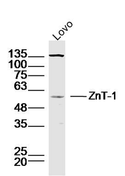 ZnT-1 Rabbit Polyclonal Antibody