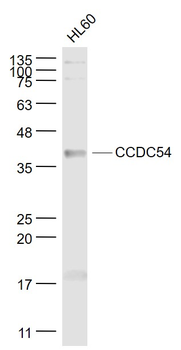 CCDC54 Rabbit Polyclonal Antibody