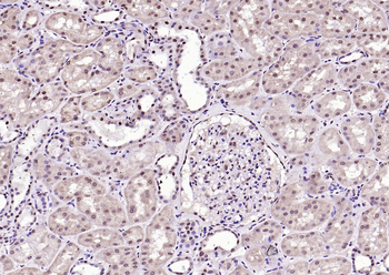 NPD014 Rabbit Polyclonal Antibody