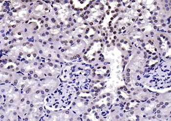NPD014 Rabbit Polyclonal Antibody
