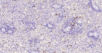 Human CD80 Ready-To-Use IHC Kit