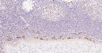 Human CD80 Ready-To-Use IHC Kit
