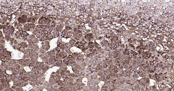 Rat Tyrosine Hydroxylase Ready-To-Use IHC Kit