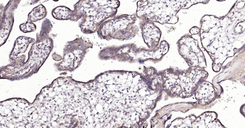 Human CRIM1 Ready-To-Use IHC Kit