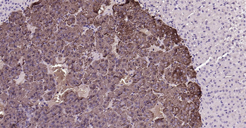 Mouse CHGA Ready-To-Use IHC Kit